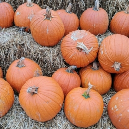 Giant pumpkin fair in Sidamon