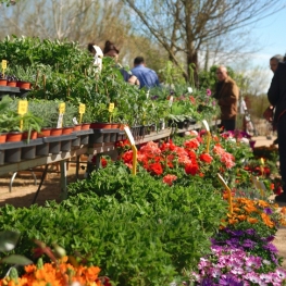 Salon des fleurs et des jardinières à Salt