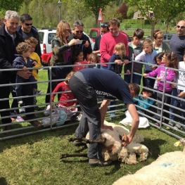 Farmers Fair in Llanars