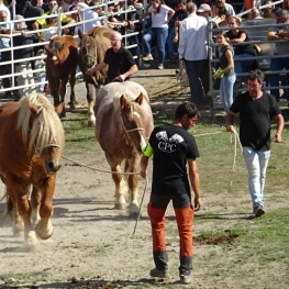 Feria de primavera del Caballo Pirenaico Catalán en Llavorsí