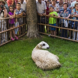 San Juan Fair and shearing of sheep with scissors in Sort