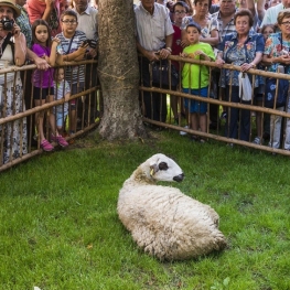 Foire de San Juan et tonte des moutons avec des ciseaux à Sort