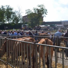 Foire de Sant Lluc à Olot