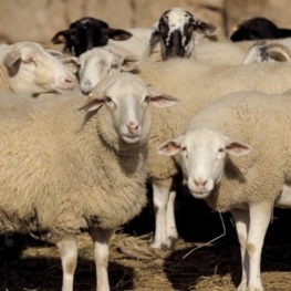 Santa Teresa Fair and Catalan Sheep Fair in Ripoll