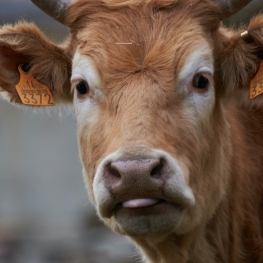 Fira del Bestiar de la Vall de Ribes i de la Vaca Bruna dels&#8230;