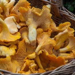 Foire aux champignons à Setcases