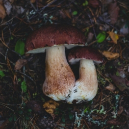 Foire aux champignons de la Pobla de Lillet