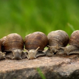Foire aux escargots à Albi