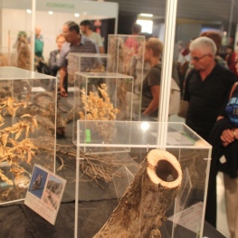 Salon de l&#39;environnement de Tàrrega