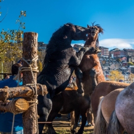 Puigcerdà Multisectoral Fair