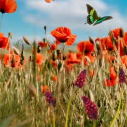 Spring Fair in Montseny