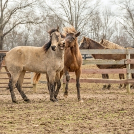 Bossòst Livestock Fair