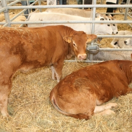 Sant Isidre Fair in Solsona