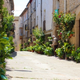 Les Garrigues Guarnides (The Garrigues in Bloom)