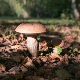 Journées Mycologiques et Botaniques au Musée du Champignon&#8230;