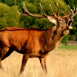 Le rugissement du cerf