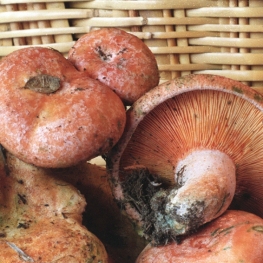 Berguedà's mushroom cuisine