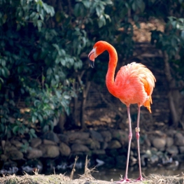The Visit of the Flamingos to MónNatura Delta del Ebro