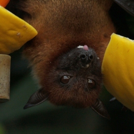 Nuit des chauves-souris à Fogars de la Selva