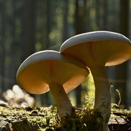 Passejada guiada: 'Els Bolets Amagats' a Fogars de la Selva