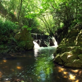 Paseo guiado "Las setas con otros ojos en Aiguafreda"