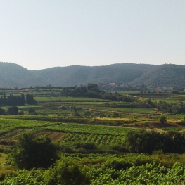 Guided walk during the Harvest period to Subirats