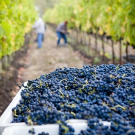 Guided walk during the harvest season in September in Subirats