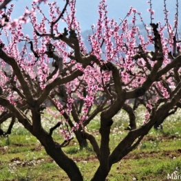 Guided walk in Blooming Time in the land of the Ordal Peach