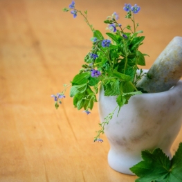 Promenade guidée et atelier sur les plantes médicinales Fogars&#8230;