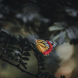 Night walk "The Fauna of the Night" in Fogars de la Selva