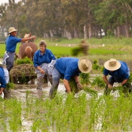 Plantada de arroz de las Tierras del Ebro