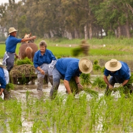 Plantada d'arròs de les Terres de l'Ebre