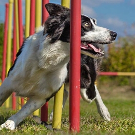 Scoring Test for the Catalonia Agility Championship in Sidamon