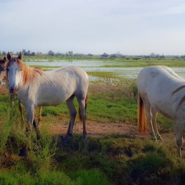 Pèlerinage sur l&#39;île de Buda à Sant Jaume d'Enveja