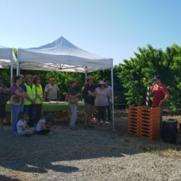 Ruta Alcarràs en Fruit