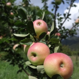 Setmana BIO Berguedà