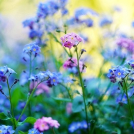 Atelier familial &quot;On suit la piste des plantes sauvages&quot;&#8230;