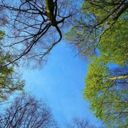 21 de marzo, Día Mundial del Árbol