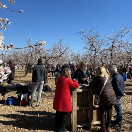 Vermut entre almendros floridos en Arbeca