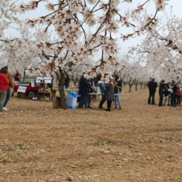 Vermouth among flowering almond trees in Castelldans