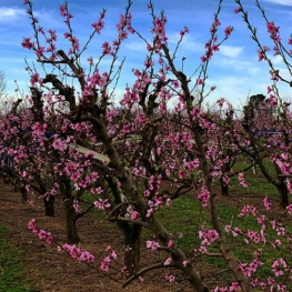 Vermouth parmi les arbres en fleurs avec musique live à Alfarràs