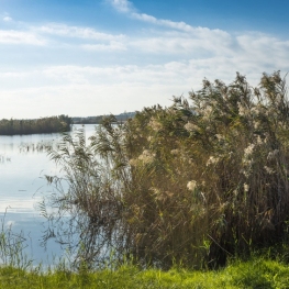 Visita guiada a la Maresma de les Filipines al Delta del Llobregat