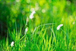5 de junio, Día Mundial del Medio Ambiente