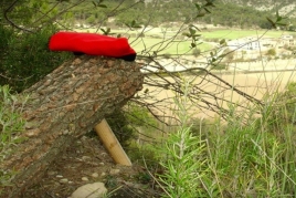 Allons chercher l'oncle dans la forêt de Fogars de la Selva