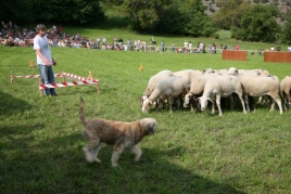 Concurso de Perros d'Atura y Festival Pirineu Pastor en Llavorsí