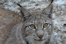 Get to know the fauna of the Pyrenees with MónNatura Pirineus