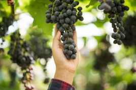 Bages grape harvest festival in Artés