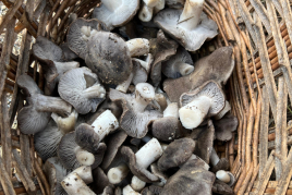 Mushroom Festival in Guardiola de Berguedà