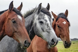 Puigcerdà Spring Fair