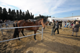 Sant Andreu Fair in Torroella de Montgrí